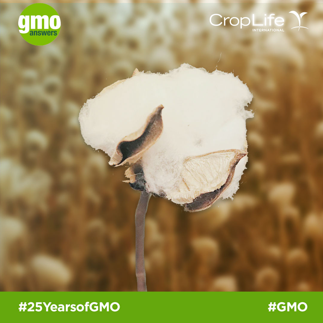 25 Things to Know From 25 Years of GMOs GMO Answers